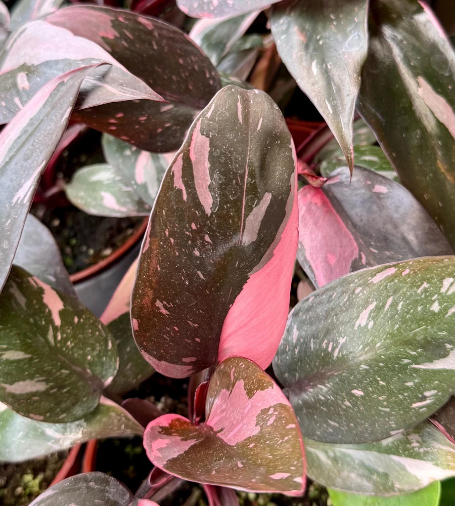 Pink Princess Philodendron Live Plant – 4 Inch Pot – Tropical Variegated Houseplant - Image 4