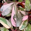 Pink Princess Philodendron Live Plant – 4 Inch Pot – Tropical Variegated Houseplant - Image 1
