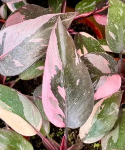 Pink Princess Philodendron Live Plant – 4 Inch Pot – Tropical Variegated Houseplant - Image 1