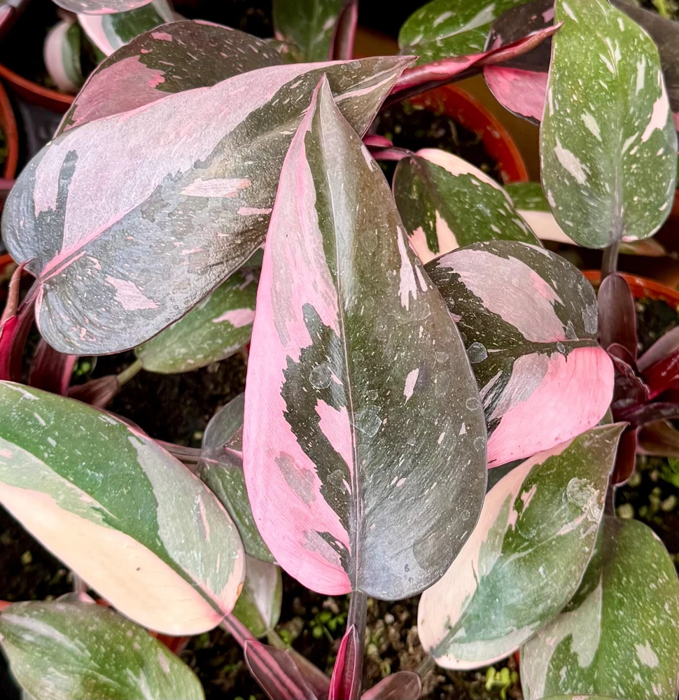 Pink Princess Philodendron Live Plant – 4 Inch Pot – Tropical Variegated Houseplant - Image 1