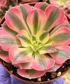 Pink Witch Aeonium Live Plant - Rare Succulent in 4 Inch Pot for Indoors - Image 2