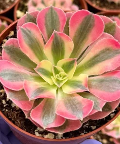 Pink Witch Aeonium Live Plant - Rare Succulent in 4 Inch Pot for Indoors - Image 3