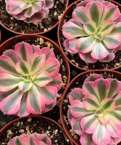 Pink Witch Aeonium Live Plant - Rare Succulent in 4 Inch Pot for Indoors - Image 4