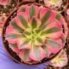 Pink Witch Aeonium Live Plant - Rare Succulent in 4 Inch Pot for Indoors - Image 1