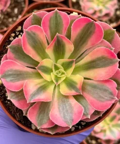 Pink Witch Aeonium Live Plant - Rare Succulent in 4 Inch Pot for Indoors - Image 1