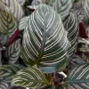 Pinstripe Calathea Ornata Live Plant - 4 Inch Pot Tropical Houseplant - Image 1