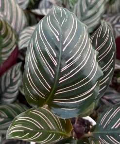 Pinstripe Calathea Ornata Live Plant - 4 Inch Pot Tropical Houseplant - Image 1