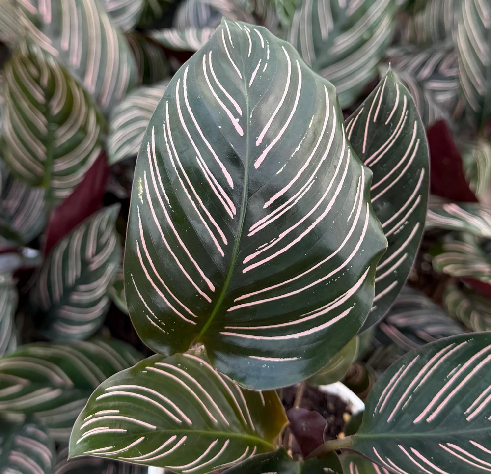 Pinstripe Calathea Ornata Live Plant - 4 Inch Pot Tropical Houseplant - Image 1