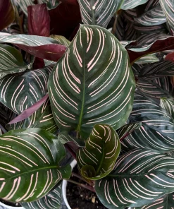 Pinstripe Calathea Ornata Live Plant - 4 Inch Pot Tropical Houseplant - Image 2