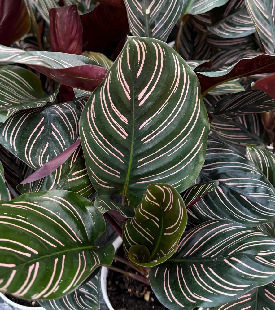 Pinstripe Calathea Ornata Live Plant - 4 Inch Pot Tropical Houseplant - Image 2