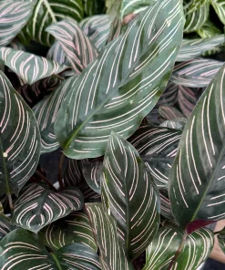Pinstripe Calathea Ornata Live Plant - 4 Inch Pot Tropical Houseplant - Image 3