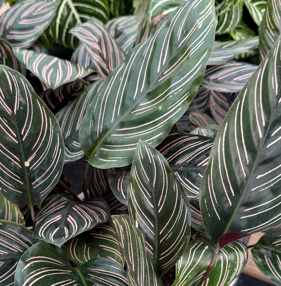 Pinstripe Calathea Ornata Live Plant - 4 Inch Pot Tropical Houseplant - Image 3