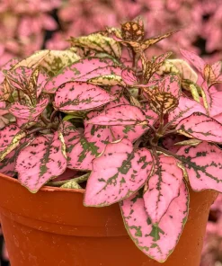 Polka Dot Plant (Hypoestes phyllostachya) Live Houseplant - 4 Inch Pot - Indoor Foliage - Image 2