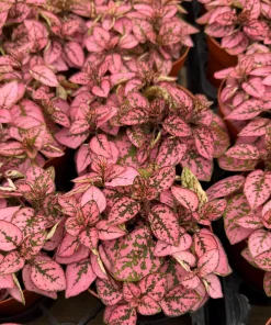 Polka Dot Plant (Hypoestes phyllostachya) Live Houseplant - 4 Inch Pot - Indoor Foliage - Image 3