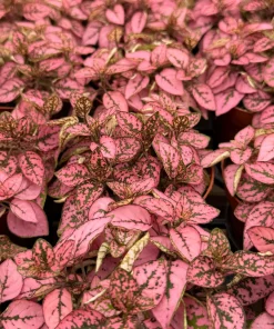 Polka Dot Plant (Hypoestes phyllostachya) Live Houseplant - 4 Inch Pot - Indoor Foliage - Image 4