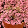 Polka Dot Plant (Hypoestes phyllostachya) Live Houseplant - 4 Inch Pot - Indoor Foliage - Image 1
