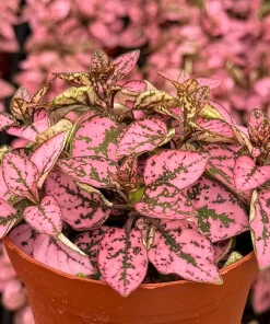 Polka Dot Plant (Hypoestes phyllostachya) Live Houseplant - 4 Inch Pot - Indoor Foliage - Image 1