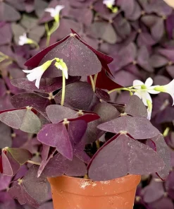 Purple Shamrock Live Plant - Oxalis Triangularis Houseplant in 2 Inch, 4 Inch Pot - Image 2