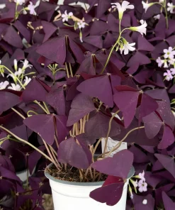 Purple Shamrock Live Plant - Oxalis Triangularis Houseplant in 2 Inch, 4 Inch Pot - Image 3