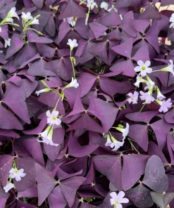 Purple Shamrock Live Plant - Oxalis Triangularis Houseplant in 2 Inch, 4 Inch Pot - Image 4