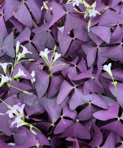 Purple Shamrock Live Plant - Oxalis Triangularis Houseplant in 2 Inch, 4 Inch Pot - Image 5