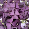 Purple Shamrock Live Plant - Oxalis Triangularis Houseplant in 2 Inch, 4 Inch Pot - Image 1