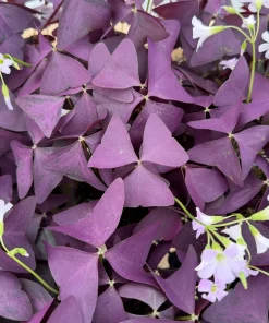 Purple Shamrock Live Plant - Oxalis Triangularis Houseplant in 2 Inch, 4 Inch Pot - Image 1
