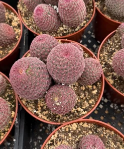Rainbow Cactus Live Plant - Hedgehog Cluster - 4 Inch or 6 Inch Pot - Indoor Succulent - Image 2