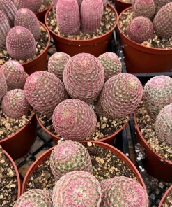 Rainbow Cactus Live Plant - Hedgehog Cluster - 4 Inch or 6 Inch Pot - Indoor Succulent - Image 3