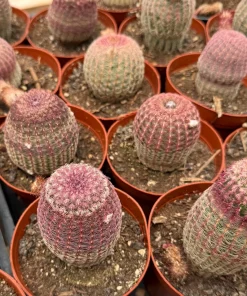 Rainbow Cactus Live Plant - Hedgehog Cluster - 4 Inch or 6 Inch Pot - Indoor Succulent - Image 4