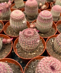 Rainbow Cactus Live Plant - Hedgehog Cluster - 4 Inch or 6 Inch Pot - Indoor Succulent - Image 5
