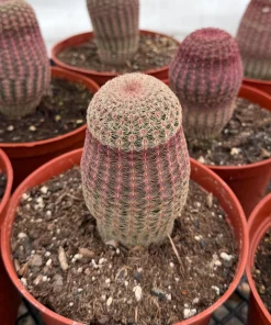 Rainbow Cactus Live Plant - Hedgehog Cluster - 4 Inch or 6 Inch Pot - Indoor Succulent - Image 6