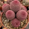 Rainbow Cactus Live Plant - Hedgehog Cluster - 4 Inch or 6 Inch Pot - Indoor Succulent - Image 1