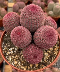Rainbow Cactus Live Plant - Hedgehog Cluster - 4 Inch or 6 Inch Pot - Indoor Succulent - Image 1