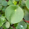 Raindrop Peperomia Live Plant - Peperomia Polybotrya Houseplant in 4 Inch Pot - Indoor Greenery - Image 1