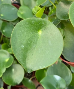 Raindrop Peperomia Live Plant - Peperomia Polybotrya Houseplant in 4 Inch Pot - Indoor Greenery - Image 1
