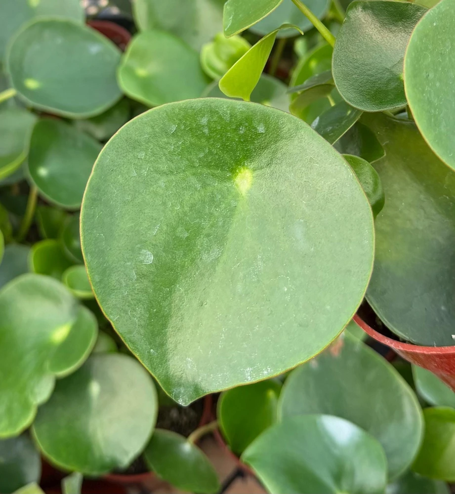 Raindrop Peperomia Live Plant - Peperomia Polybotrya Houseplant in 4 Inch Pot - Indoor Greenery - Image 1