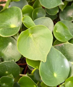 Raindrop Peperomia Live Plant - Peperomia Polybotrya Houseplant in 4 Inch Pot - Indoor Greenery - Image 2
