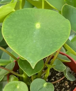 Raindrop Peperomia Live Plant - Peperomia Polybotrya Houseplant in 4 Inch Pot - Indoor Greenery - Image 3