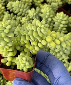Sedum Burrito Donkey's Tail Live Plant – Trailing Succulent for Hanging Baskets – Indoor/Outdoor - Image 2