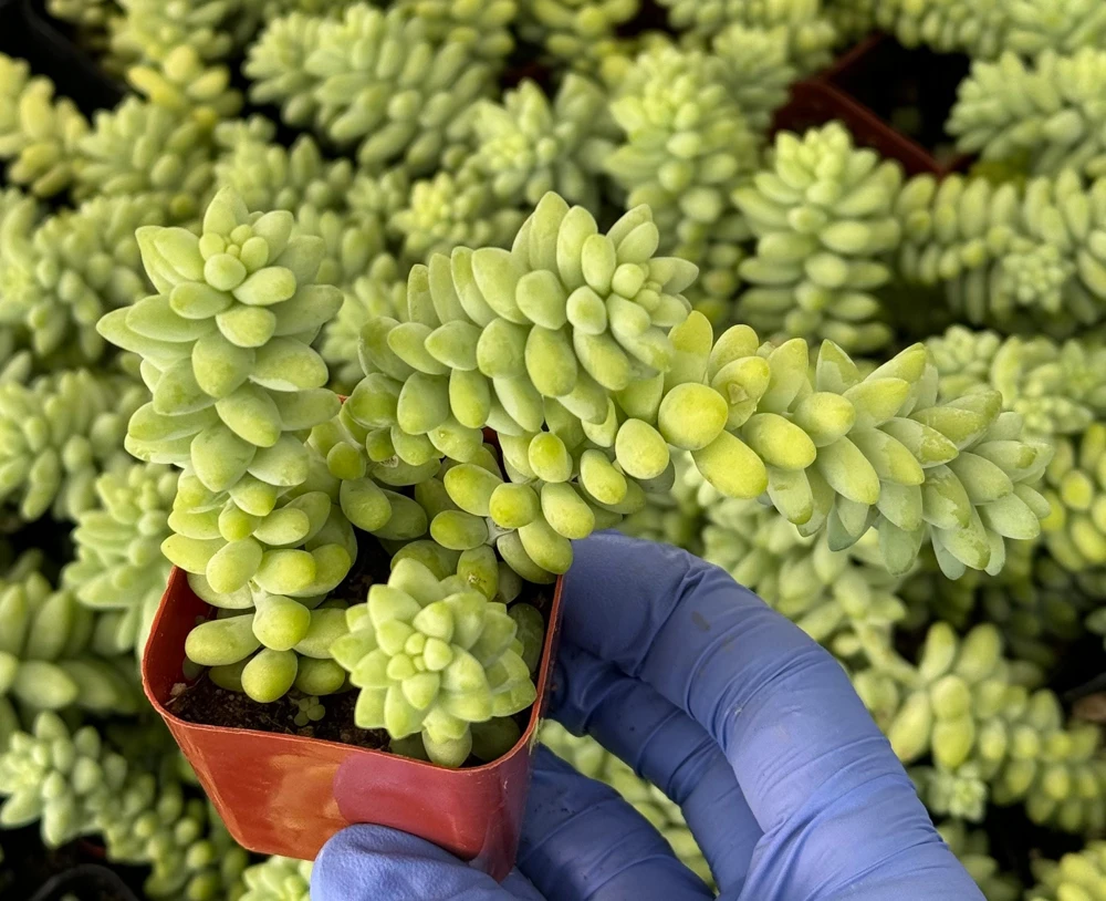 Sedum Burrito Donkey's Tail Live Plant – Trailing Succulent for Hanging Baskets – Indoor/Outdoor - Image 2
