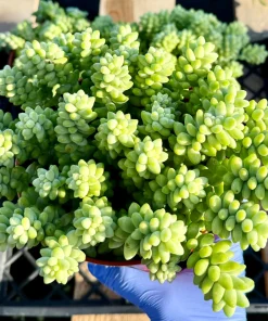 Sedum Burrito Donkey's Tail Live Plant – Trailing Succulent for Hanging Baskets – Indoor/Outdoor - Image 3
