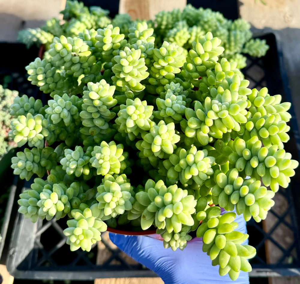 Sedum Burrito Donkey's Tail Live Plant – Trailing Succulent for Hanging Baskets – Indoor/Outdoor - Image 3