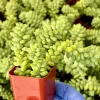Sedum Burrito Donkey's Tail Live Plant – Trailing Succulent for Hanging Baskets – Indoor/Outdoor - Image 1