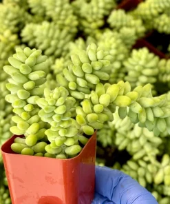 Sedum Burrito Donkey's Tail Live Plant – Trailing Succulent for Hanging Baskets – Indoor/Outdoor - Image 1