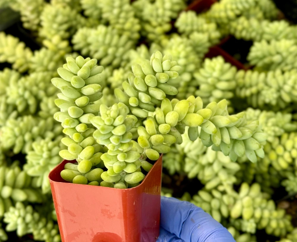 Sedum Burrito Donkey's Tail Live Plant – Trailing Succulent for Hanging Baskets – Indoor/Outdoor - Image 1