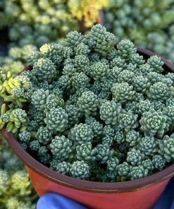Sedum Dasyphyllum Major 4 Inch Live Succulent Plant - Corsican Stonecrop, Indoor/Outdoor - Image 2