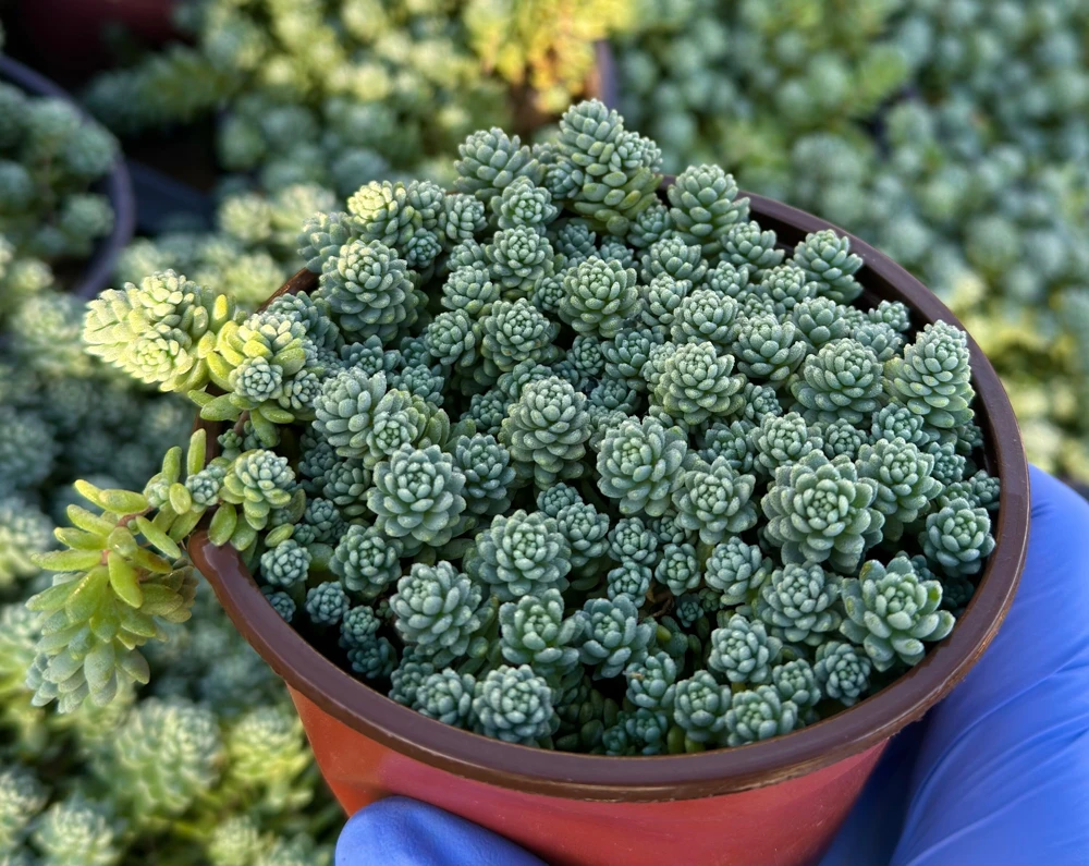 Sedum Dasyphyllum Major 4 Inch Live Succulent Plant - Corsican Stonecrop, Indoor/Outdoor - Image 2