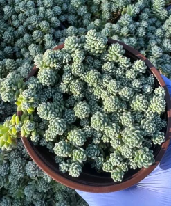 Sedum Dasyphyllum Major 4 Inch Live Succulent Plant - Corsican Stonecrop, Indoor/Outdoor - Image 3