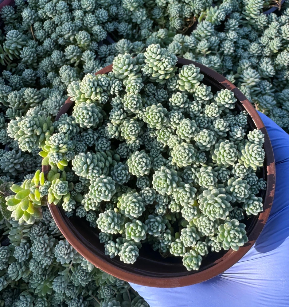 Sedum Dasyphyllum Major 4 Inch Live Succulent Plant - Corsican Stonecrop, Indoor/Outdoor - Image 3